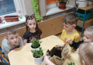 Dzieci zakładają Ogródek Pomruka. Sadzą tulipany i niezapominajki.