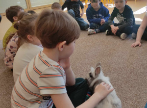 Zajęcia edukacyjne z żywymi zwierzętami - królik i szynszyla